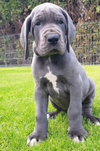 Victoria-Blue-7-weeks-(4)