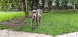 Victoria Blue HH 4 months