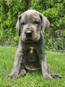 Zita-Blue-4-weeks-(1)