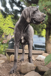 Zitta-Blue-(13)
