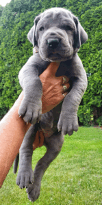 Zitta-Blue-3-weeks-(3)