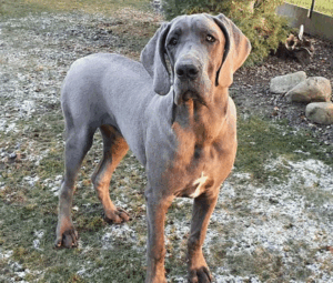 Zitta-Blue-(8)